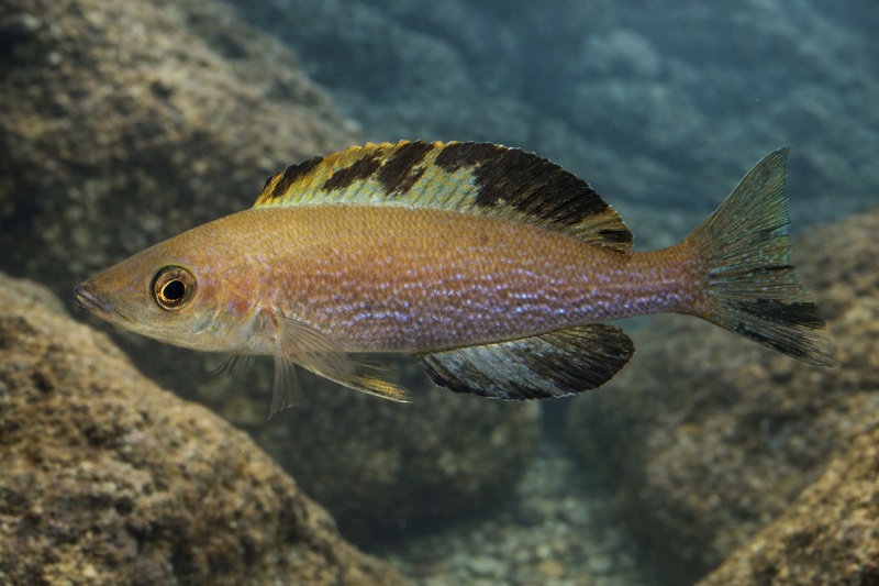 Cyprichromis microlepidotus 'Kiriza'